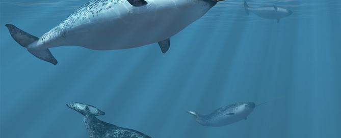 narwhals
