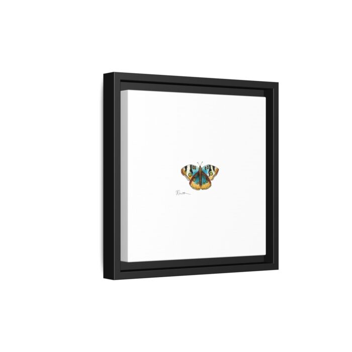 Blue Buckeye - Gallery Canvas Wraps with Floater Frame