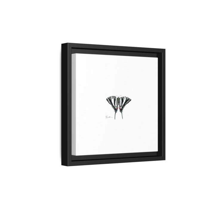 Zebra Swallowtail - Gallery Canvas Wraps with Floater Frame