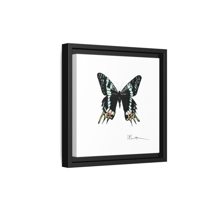 Madagascan Sunset Moth - Gallery Canvas Wraps with Floater Frame